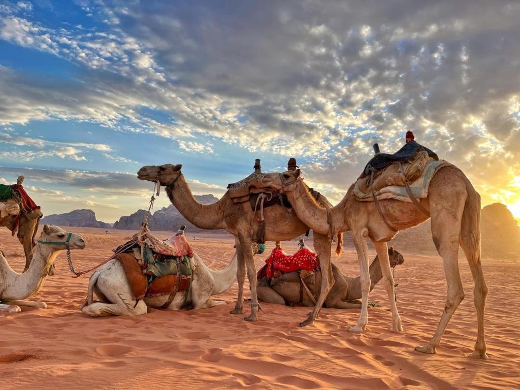 Rum Jordan Camp And Tours Wadi Rum Extérieur photo